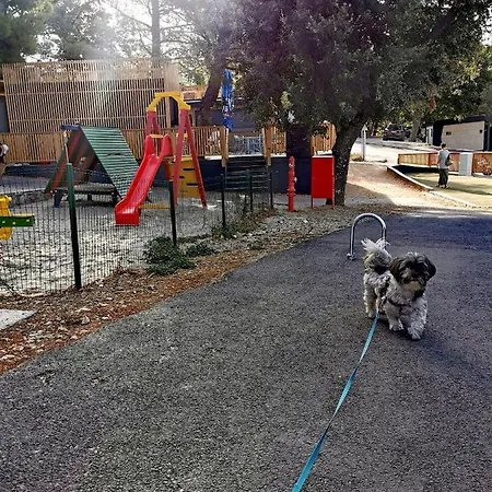 Mobile Aurora * סלצה